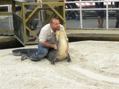 Gators and Snakes, Yikes! A Slithery & Scaly Road Trip Gem