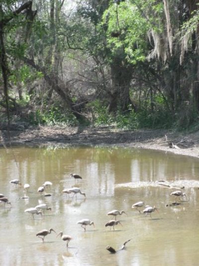 McAllen, Texas, The Artful Birdwatching Destination