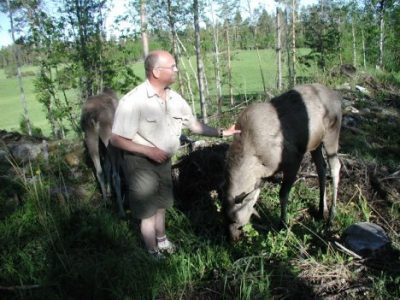 Moosing Around in Sweden