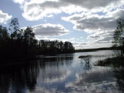 Rare Swans In Finland National Forest