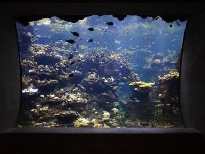 Steinhart Aquarium’s Sexy New Attraction